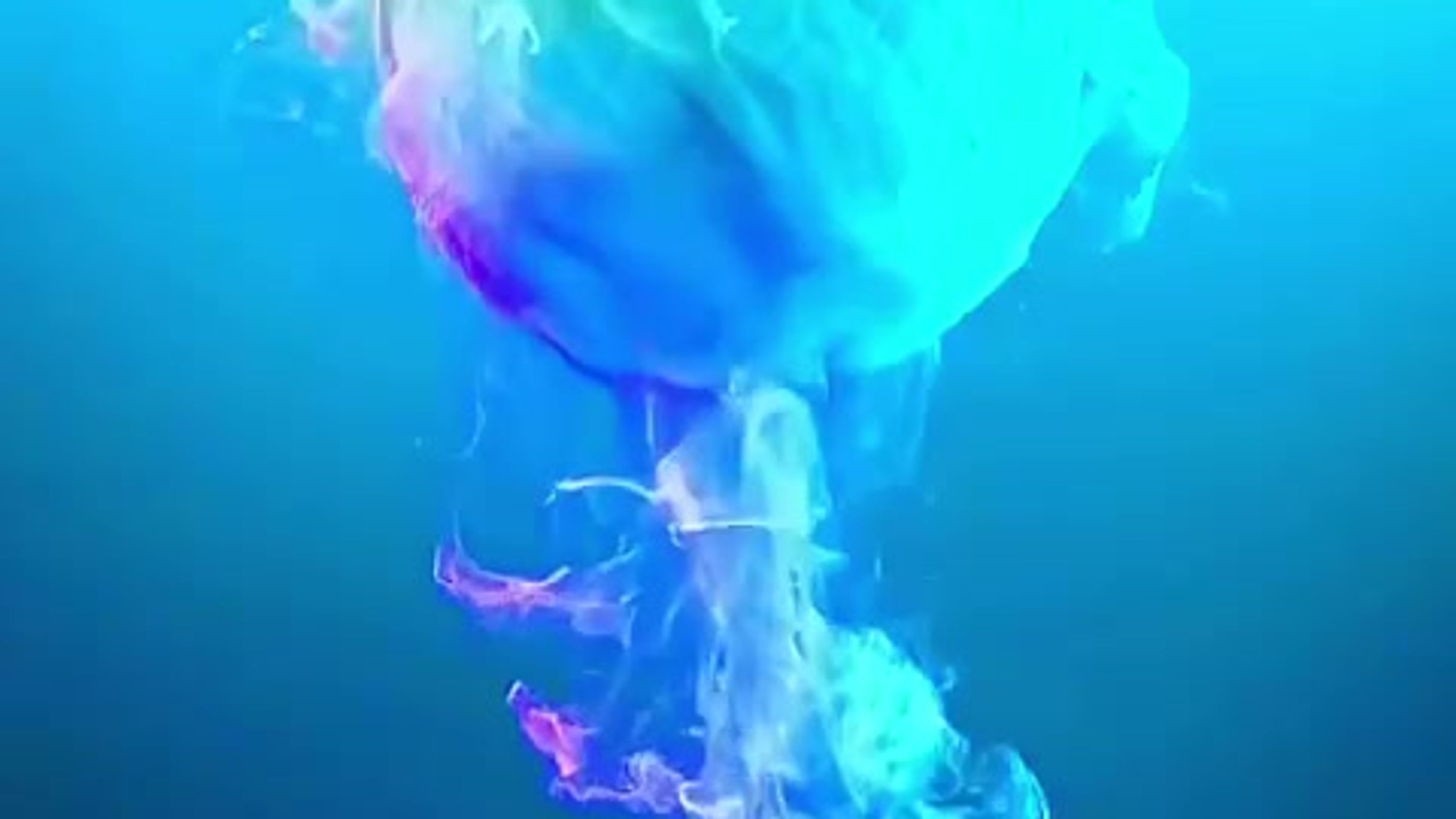 All Videos